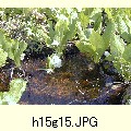 h15g15.JPG[1600�~1200]